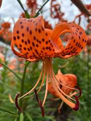 21: CarolAnnManfria_2025-12