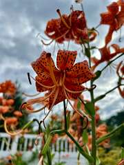 42: CarolAnnManfria_2025-13