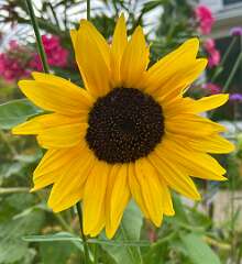 9: CarolAnnManfria_2025-14