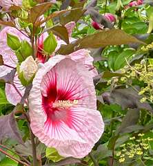 113: CarolAnnManfria_2025-15