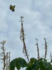 148: CarolAnnManfria_2025-16