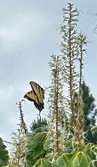 10: CarolAnnManfria_2025-17