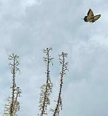 50: CarolAnnManfria_2025-18