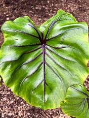 90: CarolAnnManfria_2025-19