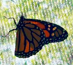 93: CarolAnnManfria_2025-2