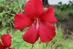 96: DonManfria_2025-187