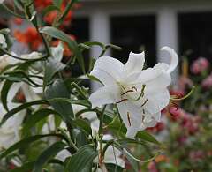 86: DonManfria_2025-190