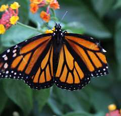 11: DonManfria_2025-206