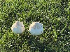 106: DonManfria_2025-210