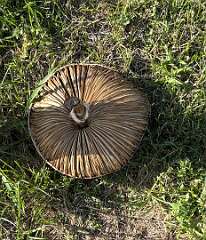 15: DonManfria_2025-215