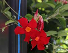 120: DonManfria_2025-222