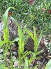 157: MikeGlass_2025-20