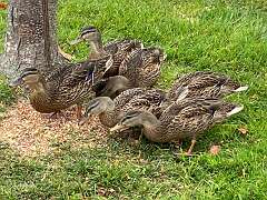 147: BerniceBailine_2025-33