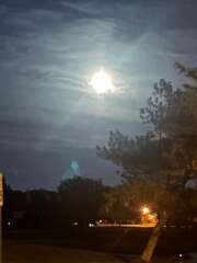 97: BerniceBailine_2025-36