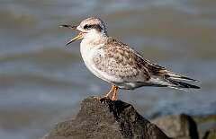 127: BillKirms_2025-226