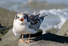 128: BillKirms_2025-227