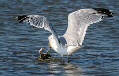 121: BillKirms_2025-229