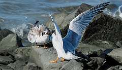 117: BillKirms_2025-230