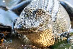 124: BillKirms_2025-242