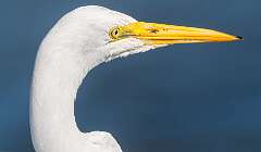 129: BillKirms_2025-244