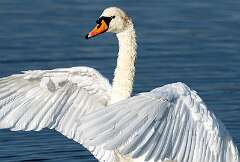 119: BillKirms_2025-246