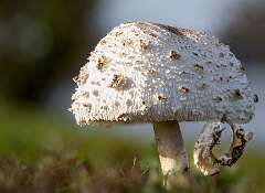 31: BillKirms_2025-247