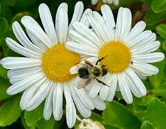 122: CarolAnnManfria_2025-27