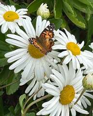 7: CarolAnnManfria_2025-28