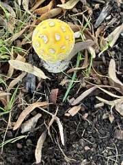 59: DonManfria_2025-232