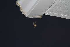 142: DonManfria_2025-239