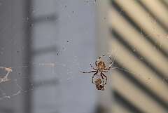 62: DonManfria_2025-241