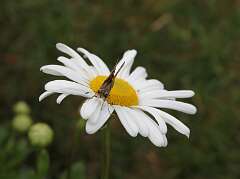 71: DonManfria_2025-242