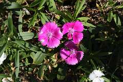 28: DonManfria_2025-244