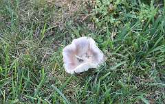 11: DonManfria_2025-246