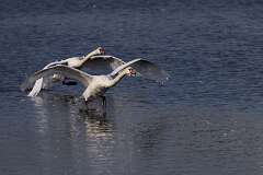 83: ErnieStandard_2025-15