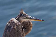 68: MarkShelly_2025-218