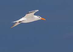 81: MarkShelly_2025-223