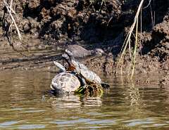 79: MarkShelly_2025-227