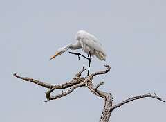 135: MarkShelly_2025-234