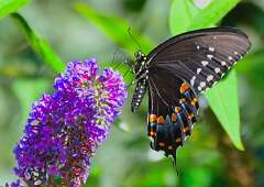 145: Xue-MingBao_2025-12