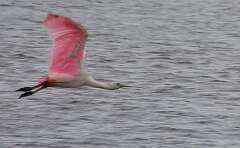 34: Xue-MingBao_2025-14