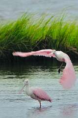 101: wendyTao_2025-26