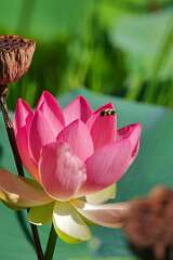 32: wendyTao_2025-29