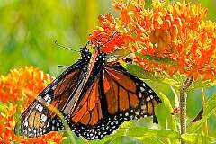 138: wendyTao_2025-31