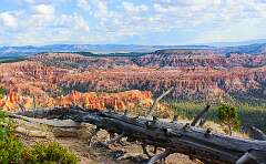 224: AlanToplitz_2025-116