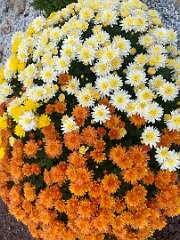 79: BerniceBailine_2025-45