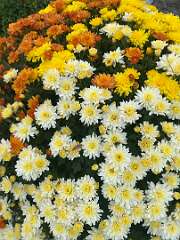 215: BerniceBailine_2025-46