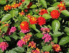 151: BillKirms_2025-260