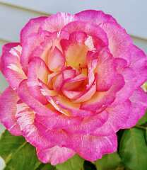 21: CarolAnnManfria_2025-40