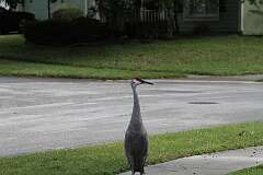 110: DonManfria_2025-260